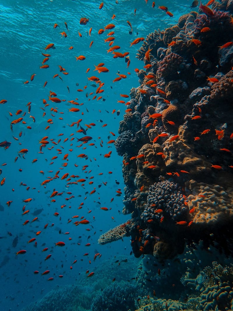 Scuba Diving Tours